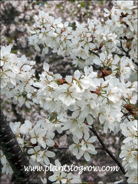 Princeton Snow Cloud (Prunus sargentii) 
(March 24)
